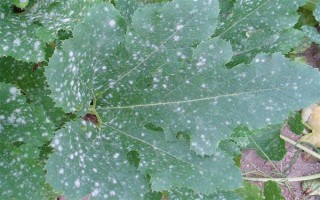 種植角瓜的時(shí)間和方法，一般以5月上旬、9月上旬為宜