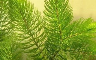 什么水草好養(yǎng)，常見(jiàn)的有綠菊、大寶塔、水蘭等