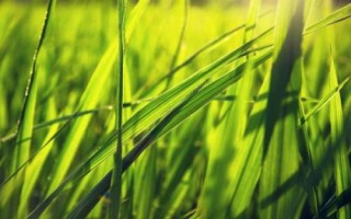 邦兩優(yōu)郁香水稻種子特征特性，全生育期早稻130.0天