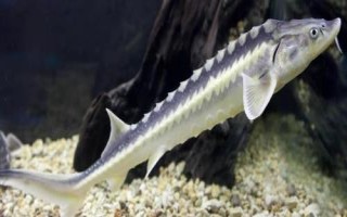鱘魚能取多少次魚子，一生只能取1次