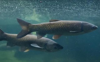 草魚(yú)是不是淡水魚(yú)，屬于典型的淡水魚(yú)類(lèi)