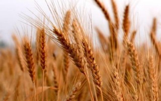 中麥30小麥品種的特性，適宜播期10月5－15日