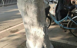 樹木刷石灰水有什么作用，可預防凍害、蟲害等
