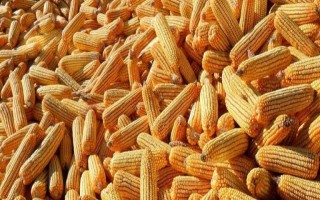 許糯88玉米品種的特性，注意蟲害防治