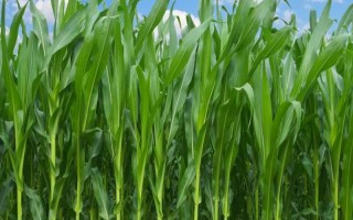 墾單10號玉米品種的特性，在適應(yīng)區(qū)5月5日-10日播種