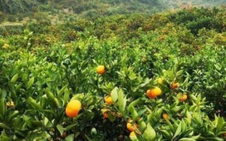 柑橘的晚熟品種，常見的有不知火、春見、大雅柑、明日見等