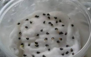 蔬菜種子播種前怎么處理，曬種是必須的第一步