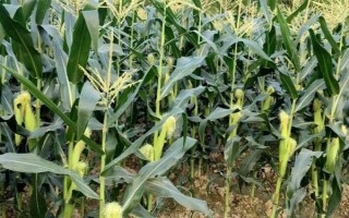 玉米的種植密度，每畝地可種植4000株左右