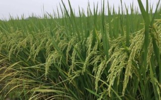 新粳伊20號水稻種簡介，全生育期155天左右