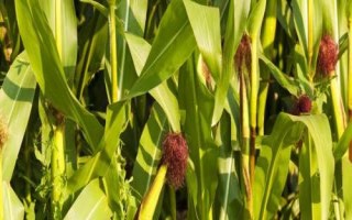 荃科926玉米種子介紹，適宜播種期5月中上旬
