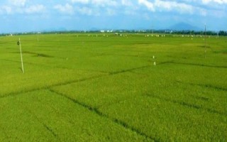 南方地區(qū)的自然特征與農(nóng)業(yè)，種植業(yè)以水稻為主