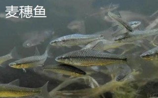 麥穗魚的價格，具體售價會受到市場影響