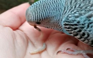 鸚鵡要驅(qū)蟲嗎，需要分情況處理