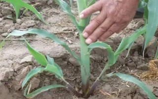 金玉1號(hào)玉米種子特征特性，全生育期147天