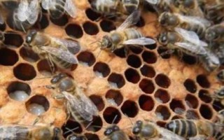 蜜蜂爬蜂病的種類和治療方法，包括蜜蜂螺原體病、蜜蜂孢子蟲病等類型