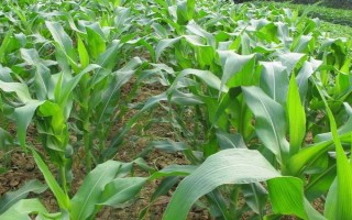圣甜1號玉米種子特征特性，苗期防治地下害蟲