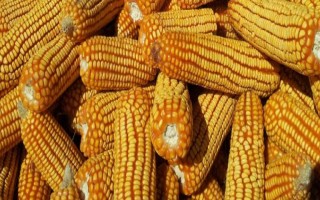 利華83玉米品種簡介，該品種幼苗期第一葉鞘紫色