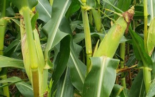 良玉918號玉米種子介紹，4月下旬至5月上旬播種