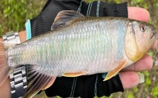 馬口魚的生活環(huán)境，常棲息在山澗溪流中