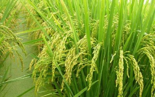 瀘優(yōu)11092水稻種子介紹，秈型三系雜交水稻品種