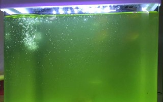 小瓜蟲是怎樣產生的，過度喂食、水質問題等均有可能