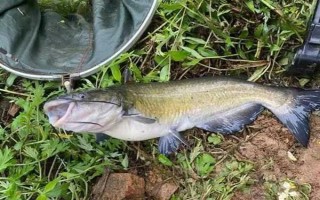 釣鮰魚適合用雞肝還是豬肝，二者效果差不多