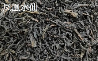鳳凰單叢屬于紅茶還是綠茶，屬于烏龍茶