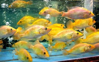 黃金鯛好不好養(yǎng)，飼養(yǎng)難度低適合新手