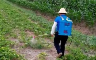 大豆霜霉病，主要危害大豆的幼苗、葉片、種子