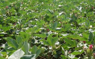 遼棉42棉花種子簡介，花鈴期及時(shí)防治棉鈴蟲