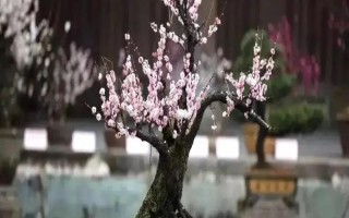 梅花的養(yǎng)殖方法，喜歡在陽(yáng)光充足的條件下生長(zhǎng)