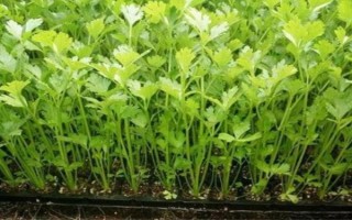 夏季高溫怎么種植芹菜，按照10厘米左右的間距播種