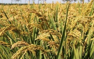 天豐優(yōu)281水稻種子簡介，該品種株型適中