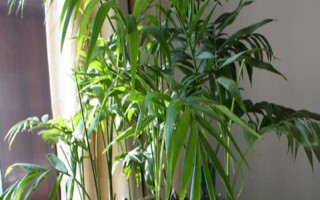 室內(nèi)養(yǎng)殖椰子樹的方法，要將溫度保持在20-30℃