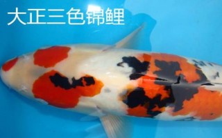 鯉魚和錦鯉有什么區(qū)別，鯉魚是食用魚、錦鯉是觀賞魚