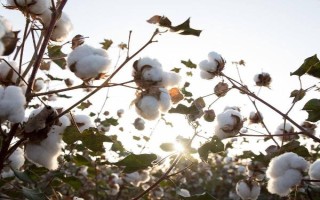 湘雜棉16號(hào)棉花品種簡(jiǎn)介，4月上旬搶晴天播種