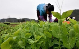怎么種豌豆苗，9月份到次年的2月份都可種植