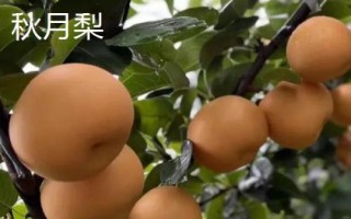 糖度最高的梨品種，不同的品種風(fēng)味也大有不同