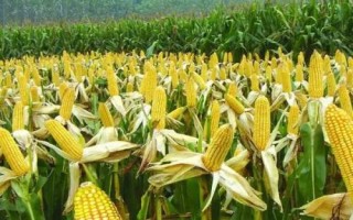 金種源66玉米種子介紹，中抗腐霉莖腐病