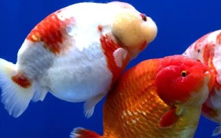 怎樣養(yǎng)好金魚，水溫保持在18-25℃之間