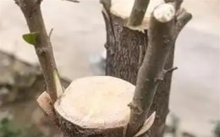 嫁接桂花的方法，將枝條插入砧木中并綁扎薄膜