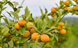 金桔的栽培種植技術(shù)，栽種金桔需要肥沃松軟的土壤