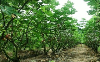 無花果的種植前景，當(dāng)前市場需求大前景可觀