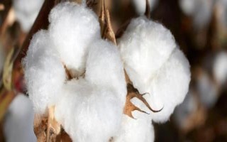 邯棉3008棉花種子特點，轉(zhuǎn)抗蟲基因中熟常規(guī)棉品種