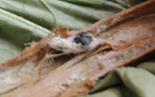 茄子菌核病，整個(gè)生育期內(nèi)都有發(fā)病可能性