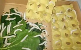 幼蠶寶寶怎么養(yǎng)護，要經(jīng)常將紙盒中的碎渣