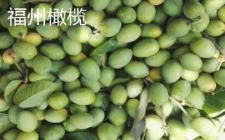 福建省福州市的水果特產(chǎn)有哪些，包括青山龍眼、一都枇杷、福州橄欖等種類