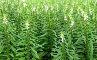 芝麻田蟋蟀怎么防治，有條件地塊可在冬春季翻地滅卵