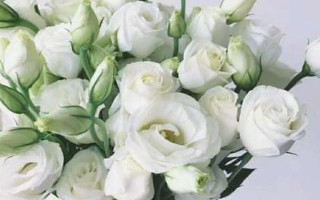 洋桔梗插花如何養(yǎng)殖，每隔一周為其更換一次水