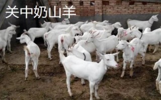 陜西羊肉的價格，不同品種價格不同